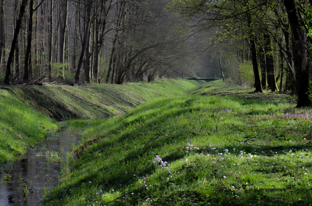 green grass field with trees