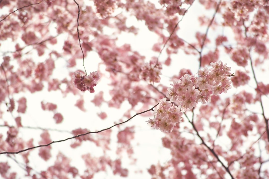 pink cherry blossom tree in close up photography