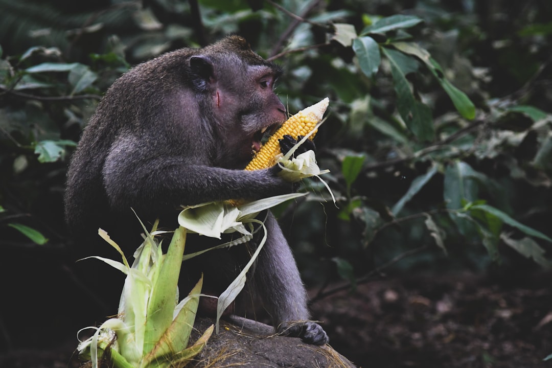 black monkey eating yellow corn