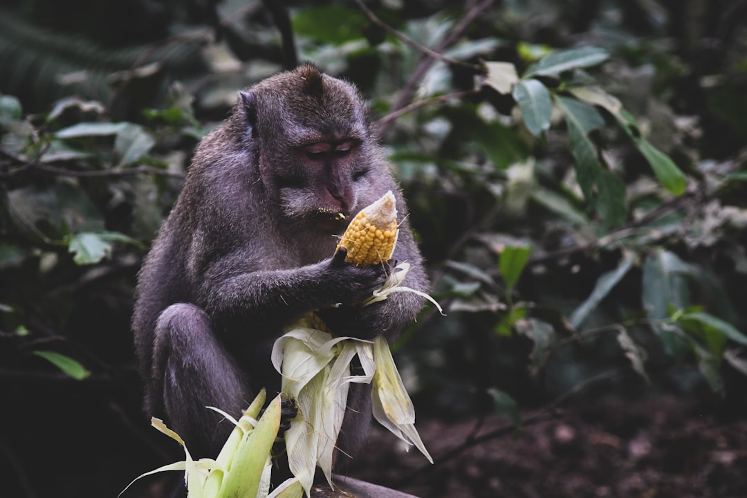black monkey eating corn during daytime