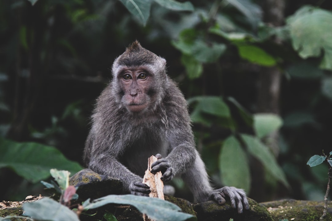 gray monkey on brown tree log during daytime