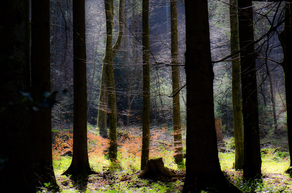 brown trees with green leaves