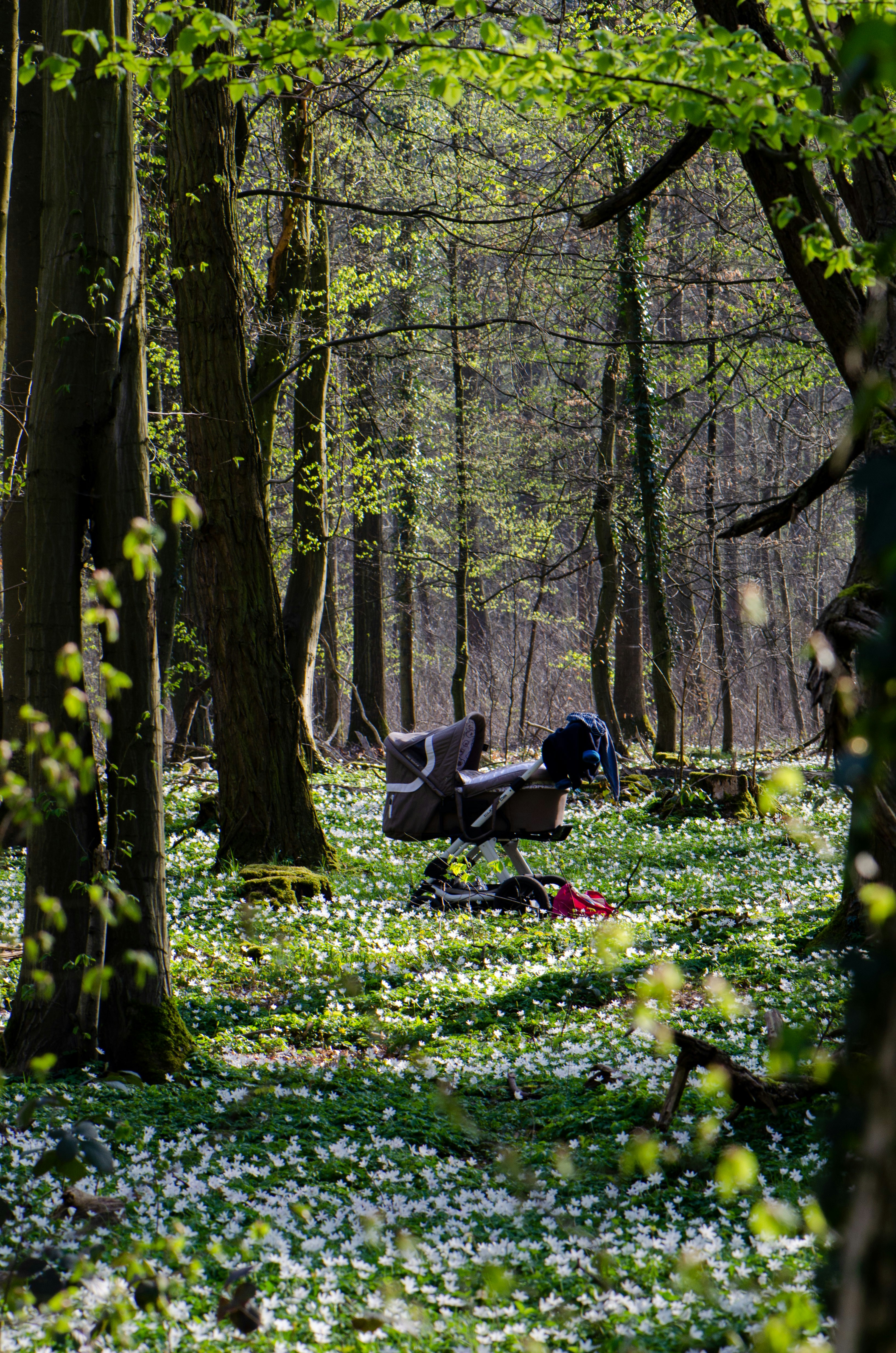 man and woman sitting on green grass field surrounded by trees during daytime