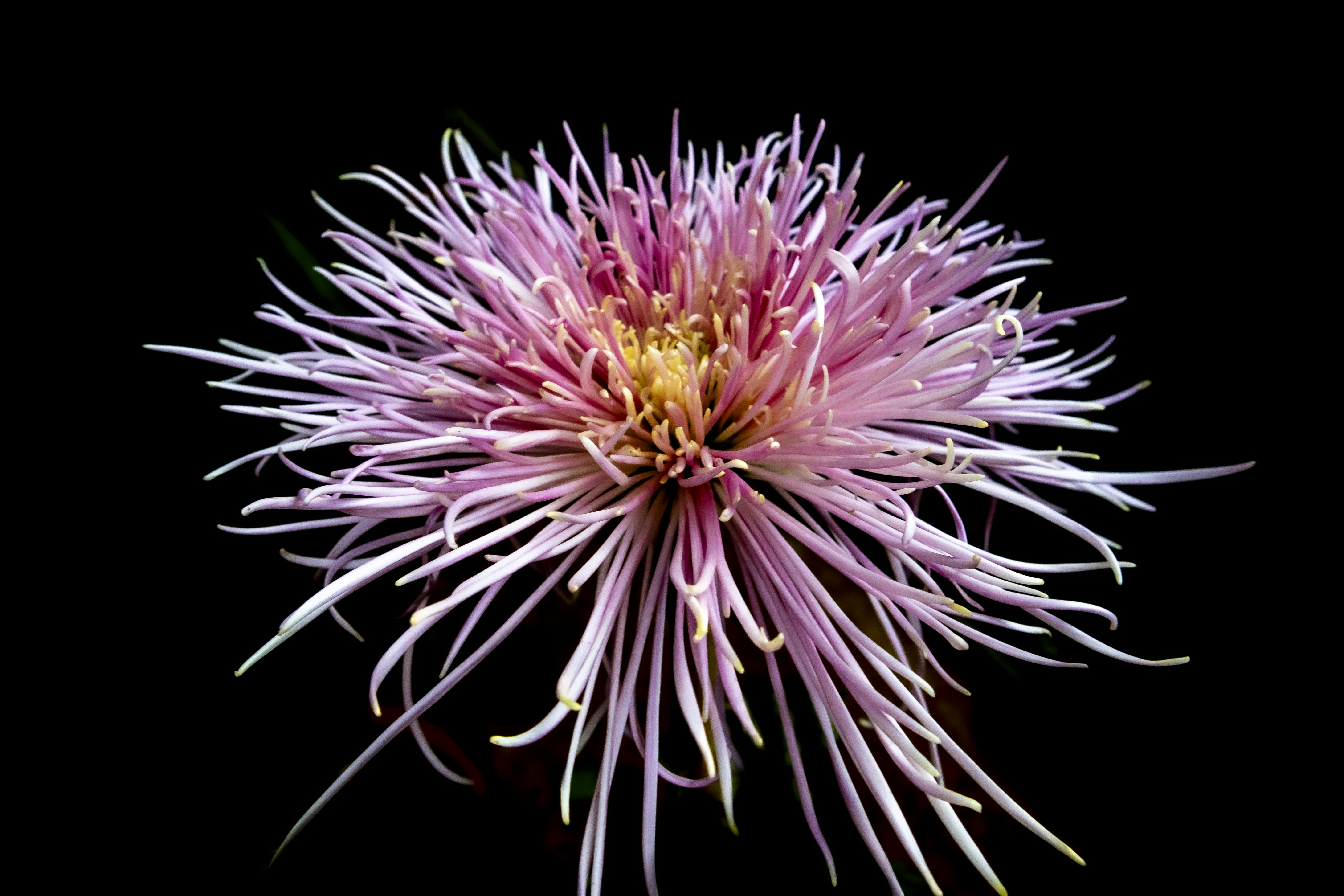 Photo by marlinclark