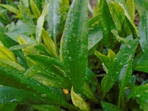 Close-up view of vibrant green leaves covered in raindrops, each leaf displaying a glossy sheen due to moisture. The texture of the leaves is emphasized by the droplets, adding a fresh and natural appearance.