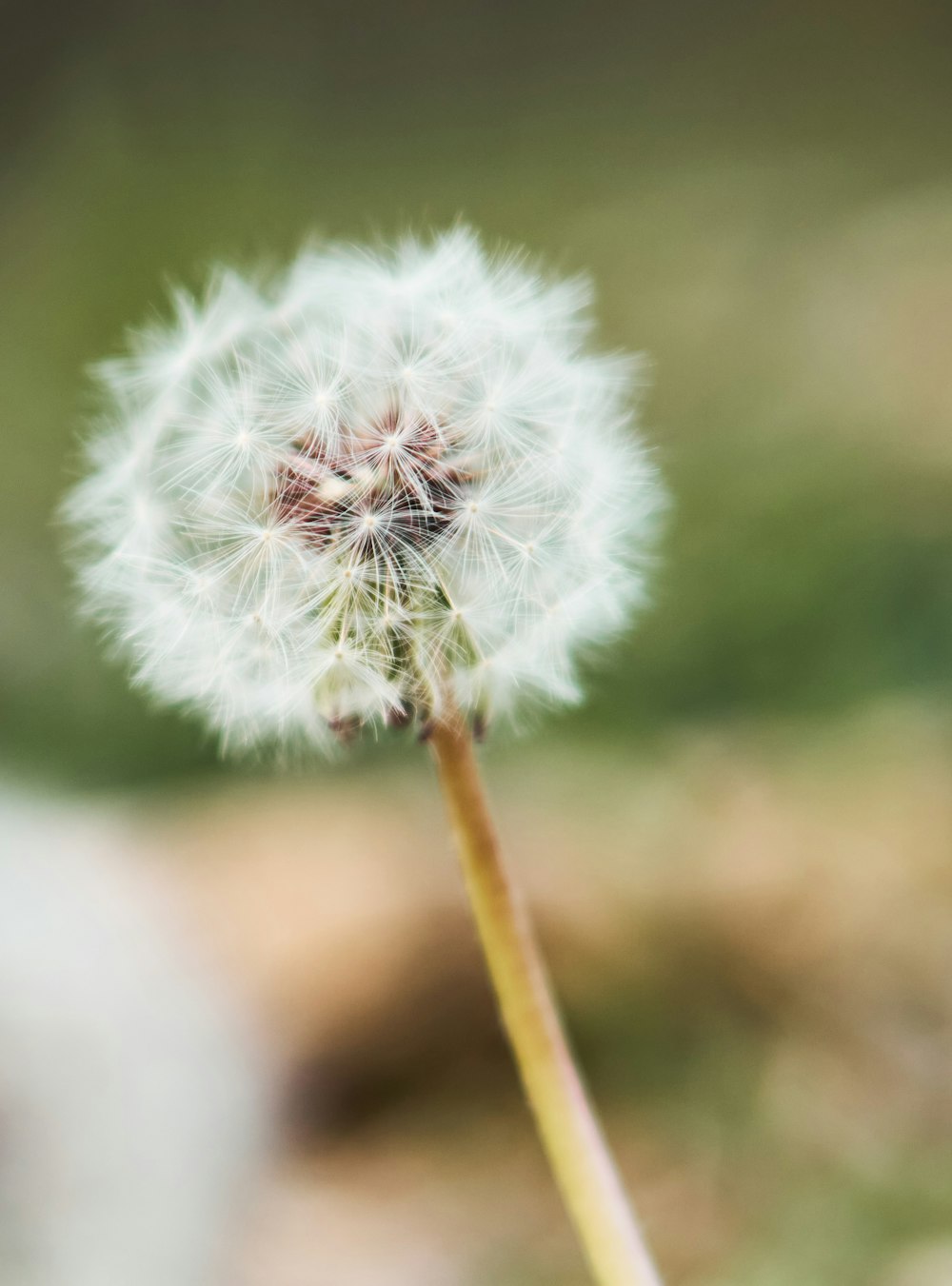 white dandelion in close up photography