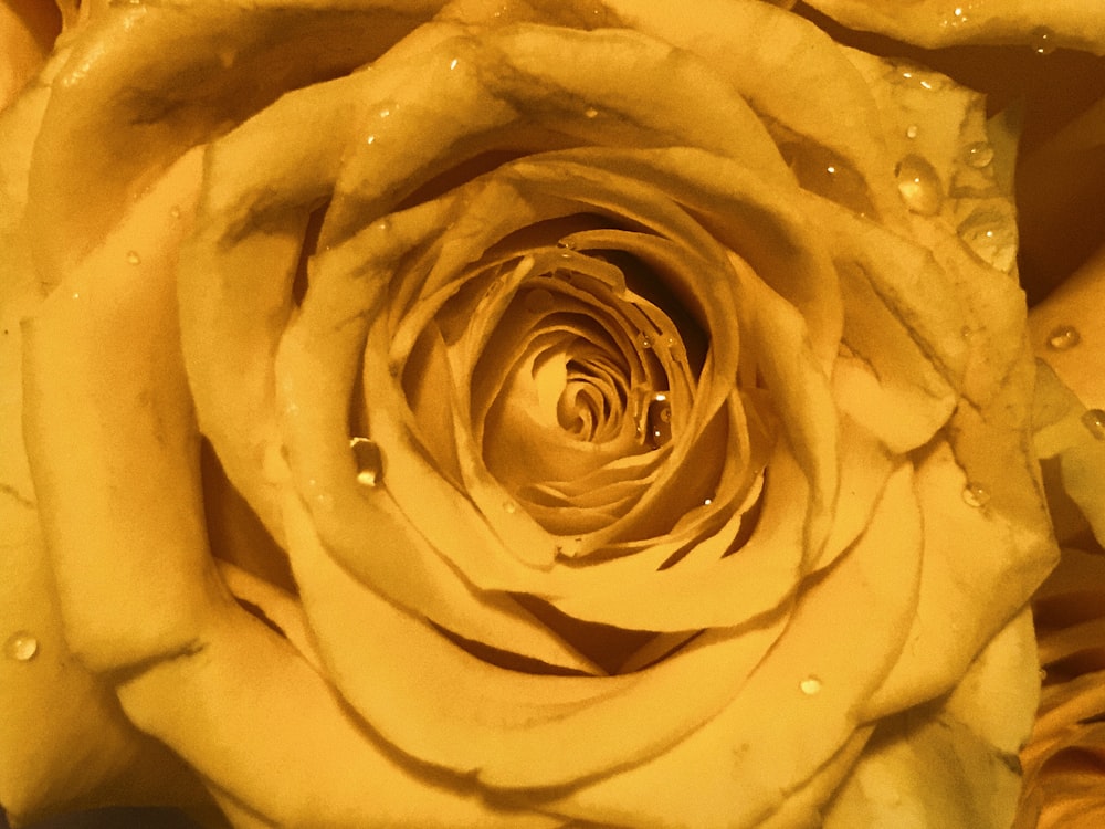 yellow rose in close up photography