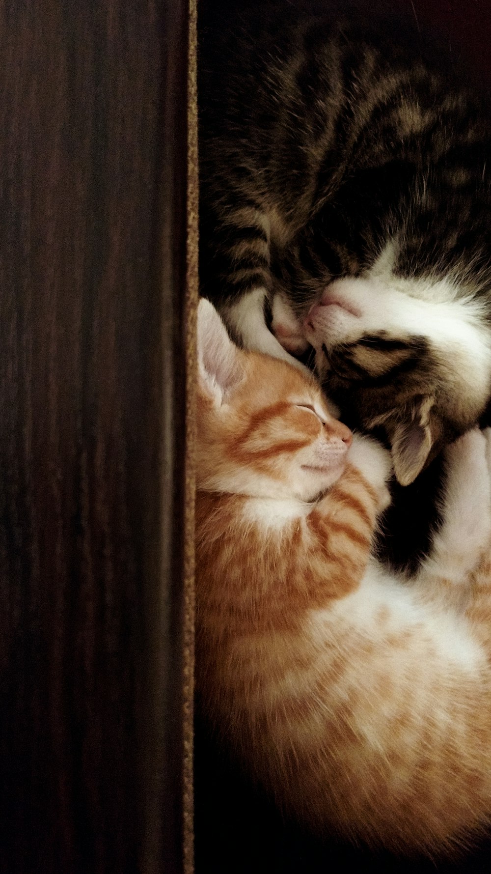 orange and white tabby cat