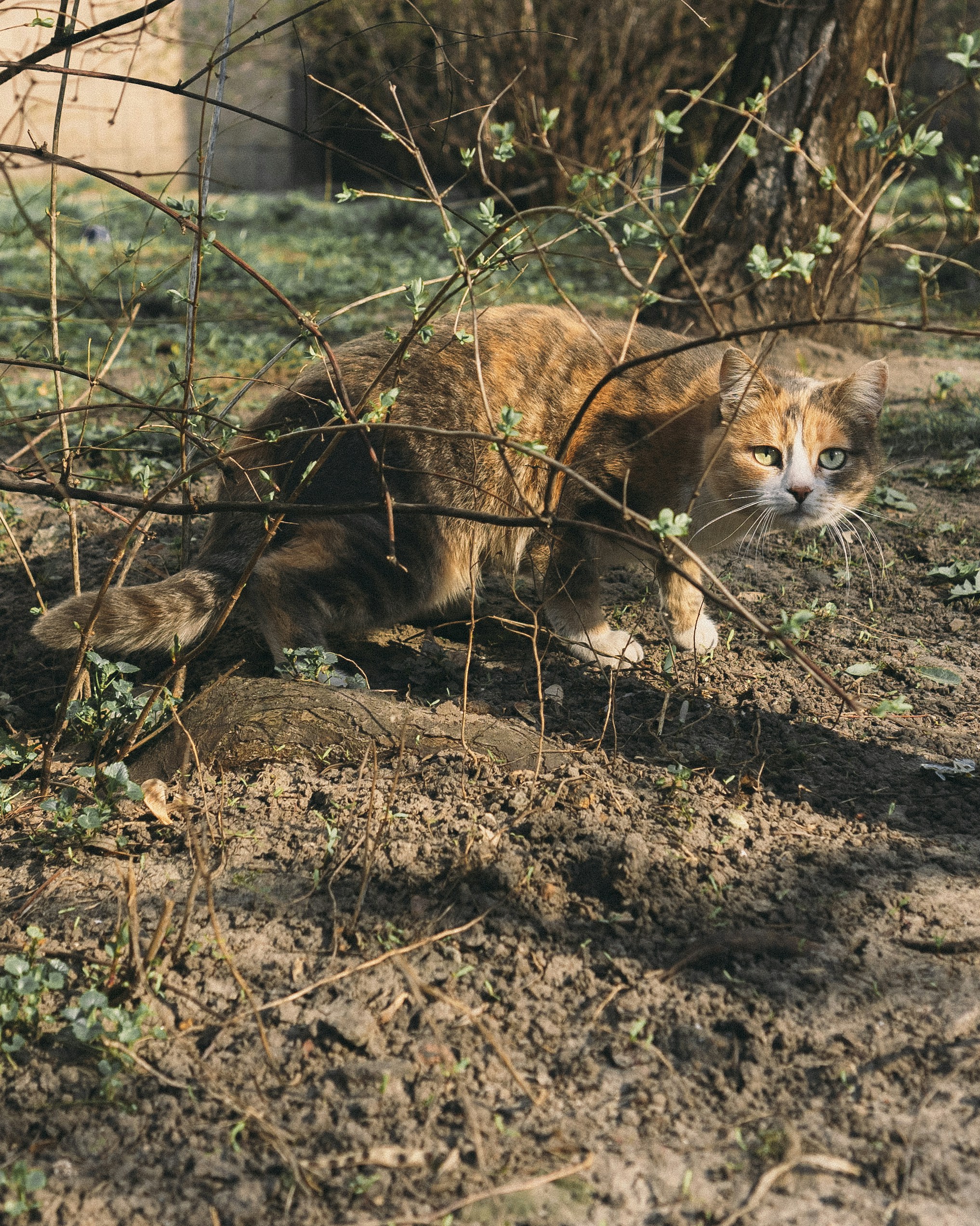 Conservation Champions (image credits: unsplash)