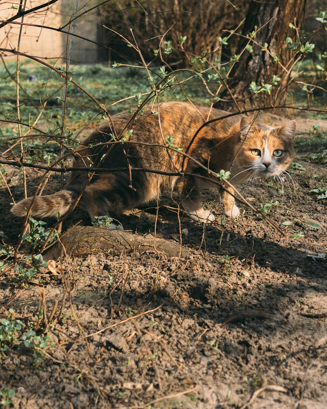 brown tabby cat on brown soil