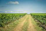 Pathway through the vineyard under a clear blue sky.