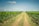 A pathway stretches between two lush rows of grapevines in a vineyard, extending towards the horizon under a clear blue sky with scattered clouds. The vibrant green leaves of the vines contrast with the earthy tones of the path.