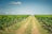 A pathway stretches between two lush rows of grapevines in a vineyard, extending towards the horizon under a clear blue sky with scattered clouds. The vibrant green leaves of the vines contrast with the earthy tones of the path.