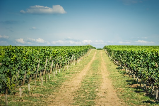A pathway stretches between two lush rows of grapevines in a vineyard, extending towards the horizon under a clear blue sky with scattered clouds. The vibrant green leaves of the vines contrast with the earthy tones of the path.