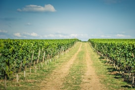A pathway stretches between two lush rows of grapevines in a vineyard, extending towards the horizon under a clear blue sky with scattered clouds. The vibrant green leaves of the vines contrast with the earthy tones of the path.