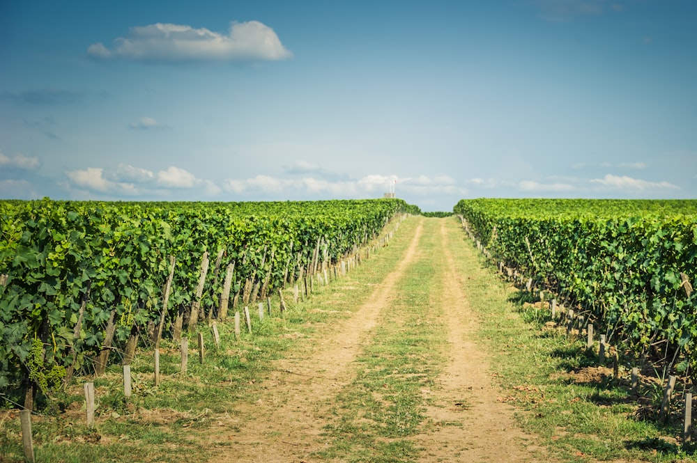 Grünes Grasfeld unter blauem Himmel tagsüber