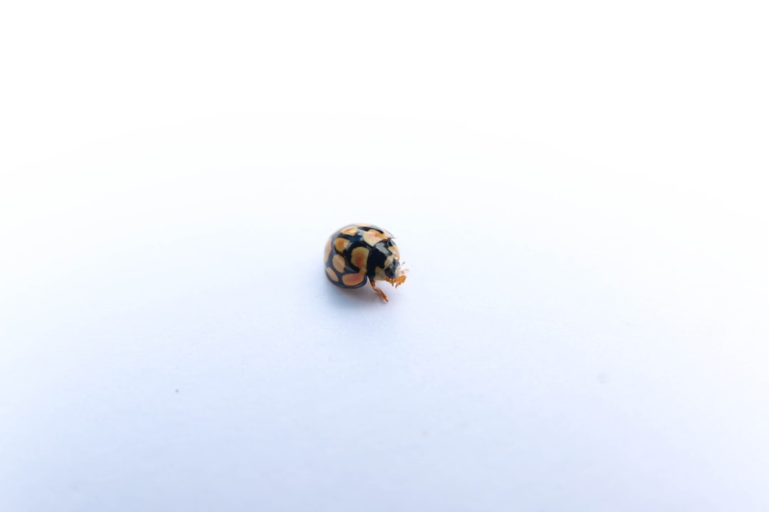 yellow and black ladybug on white snow