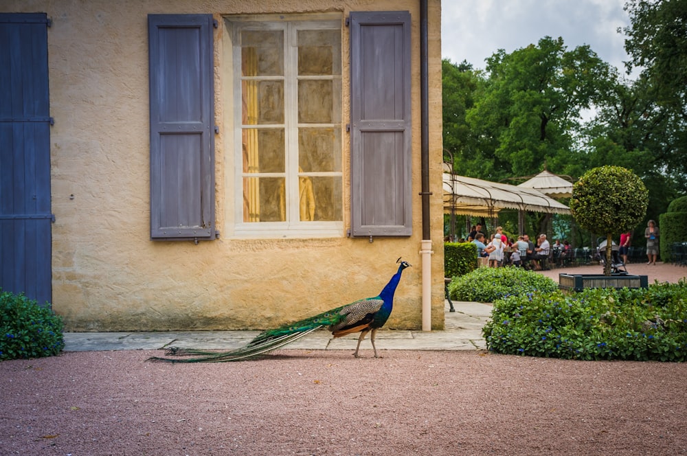 blue green and brown peacock on gray concrete floor near green trees during daytime