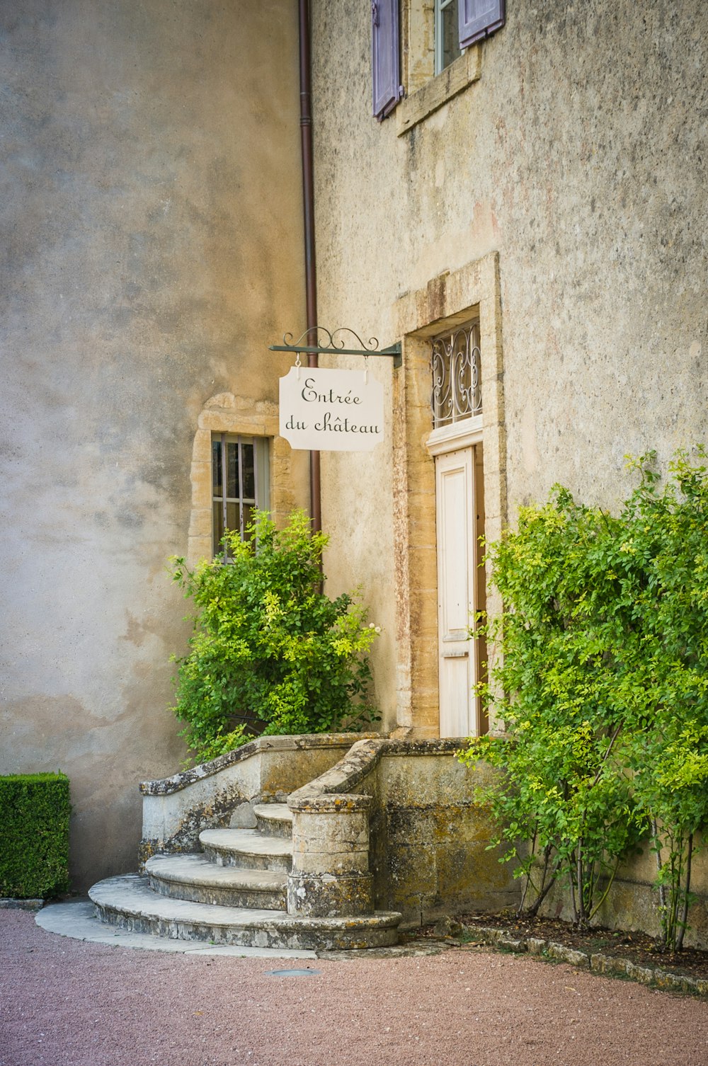 piante verdi accanto al muro di cemento