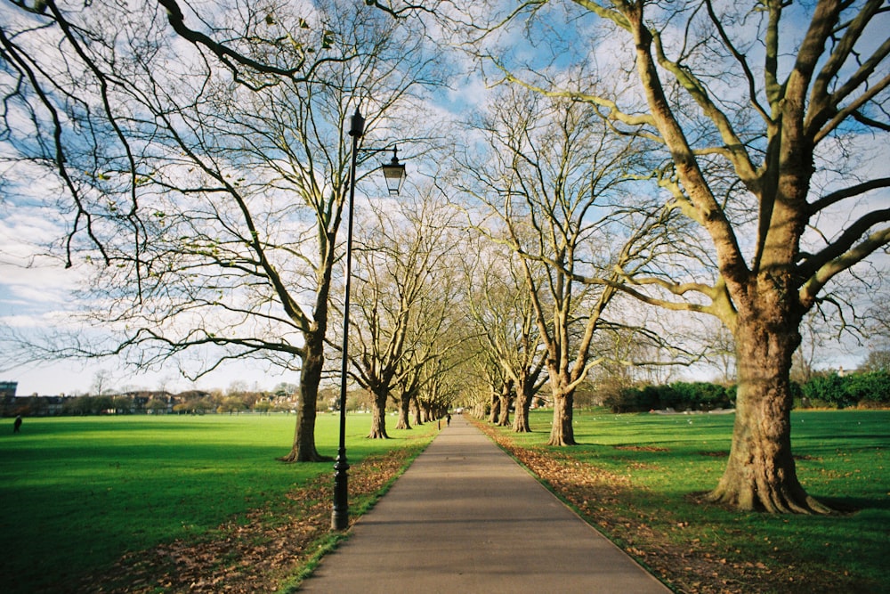 brown wooden pathway between green grass field and bare trees under blue sky during daytime