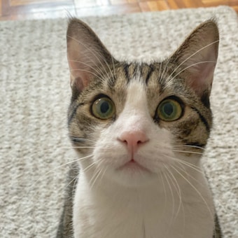 A close-up of a cat with wide, curious eyes, a pink nose, and black and white fur. The texture of a light-colored rug is visible in the background, creating a soft and cozy atmosphere.