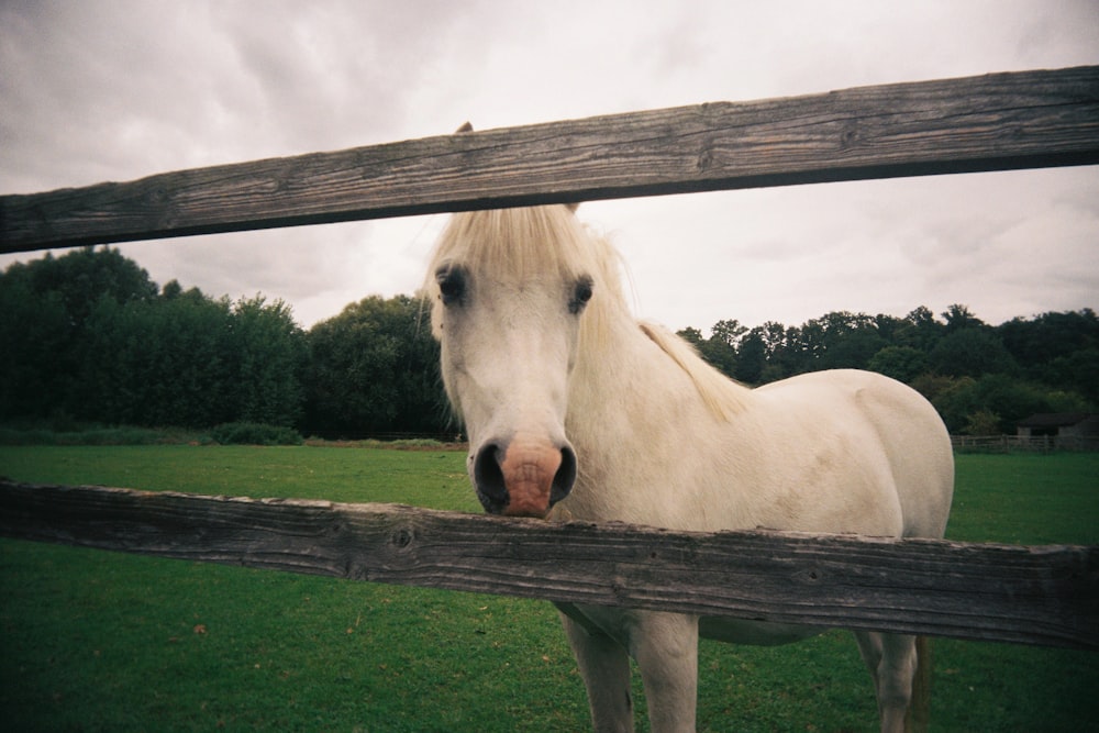 white horse on green grass field during daytime