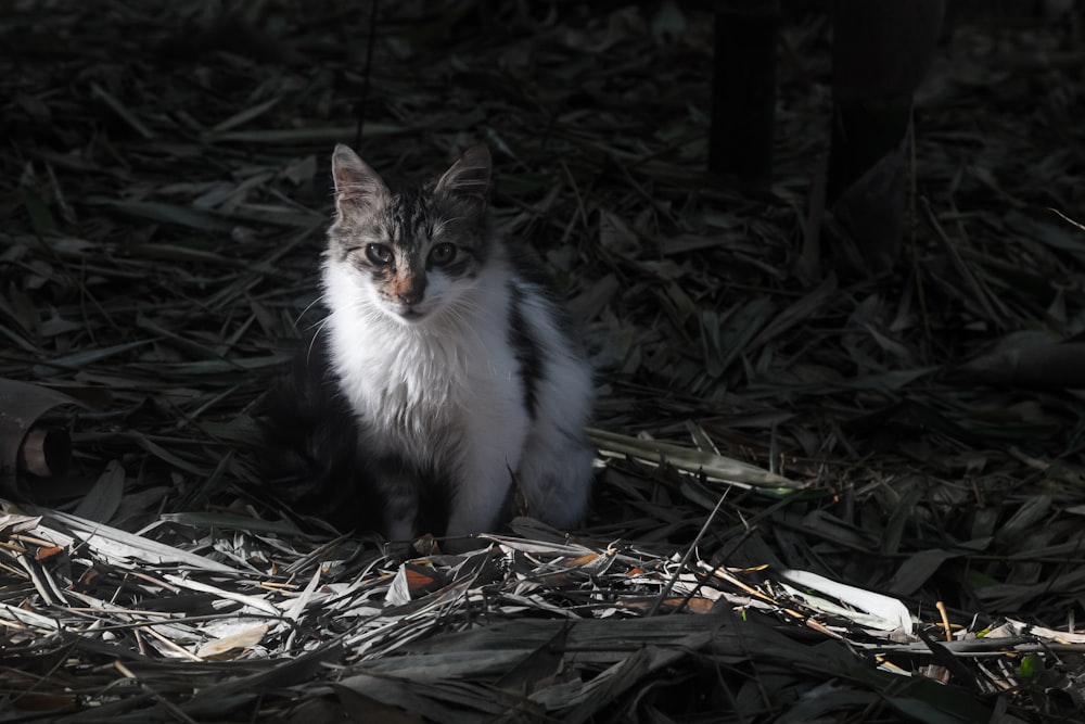 white and black cat on dried leaves