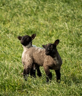 brown and white sheep on green grass field during daytime