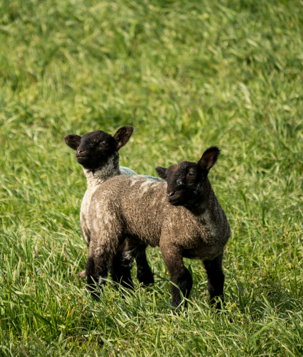 brown and white sheep on green grass field during daytime