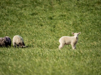 Three lambs are standing in a lush green meadow. Two are grazing while one prominently faces the camera, looking alert. The scene is peaceful and pastoral, capturing a quiet moment in nature.