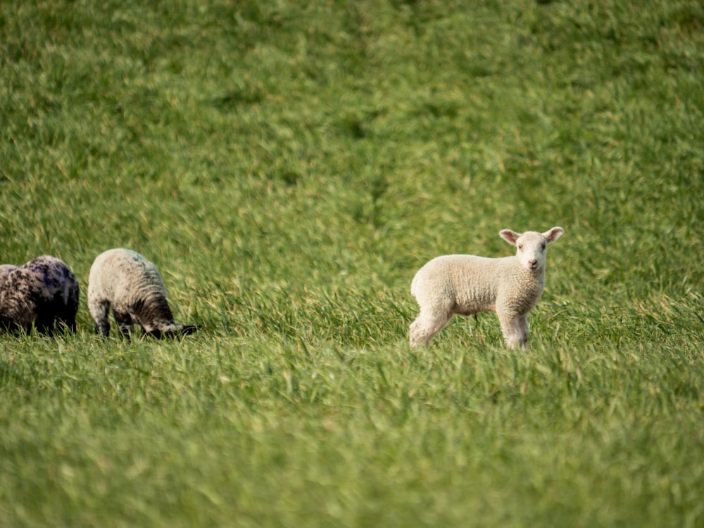 white sheep on green grass field during daytime