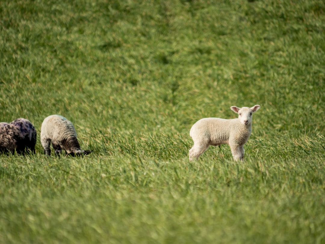 white sheep on green grass field during daytime