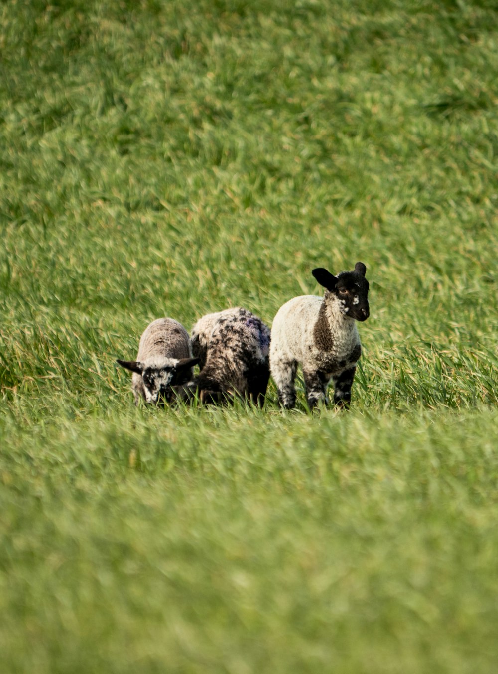 white sheep and gray sheep on green grass field during daytime