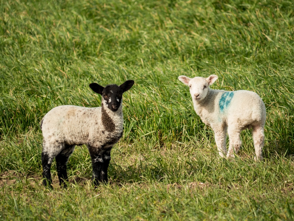 white sheep on green grass field during daytime