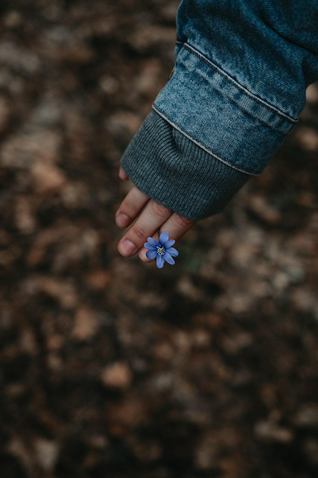 person holding white flower on blue denim jacket