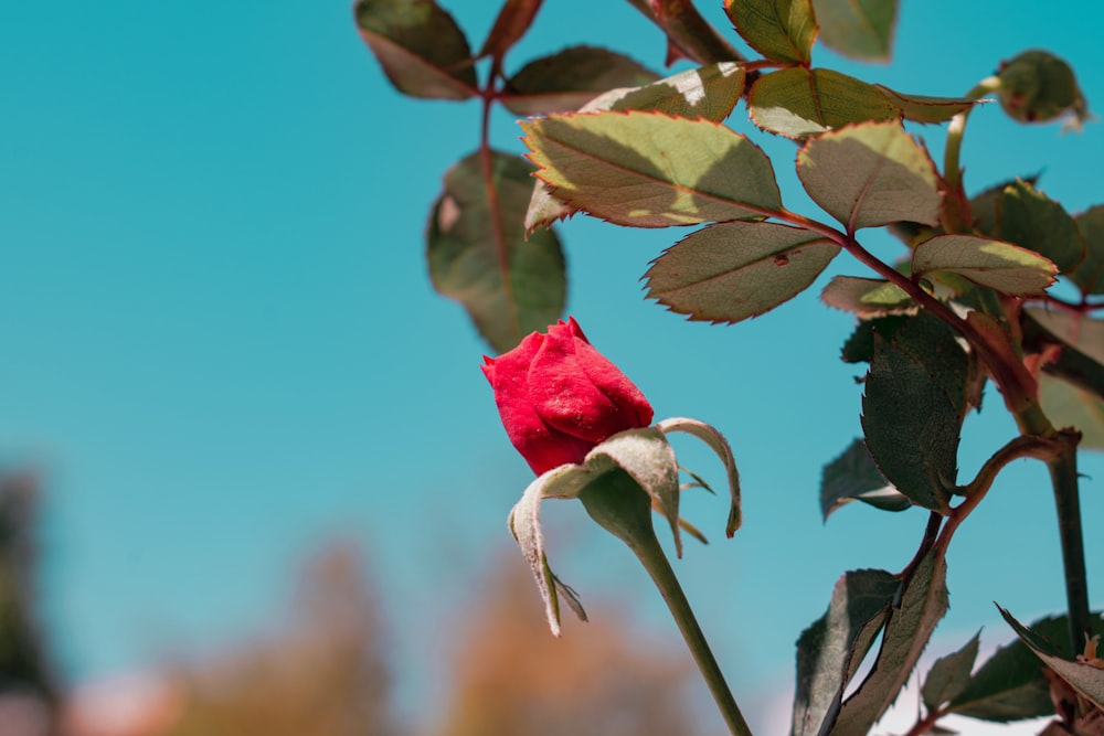 red rose in bloom during daytime