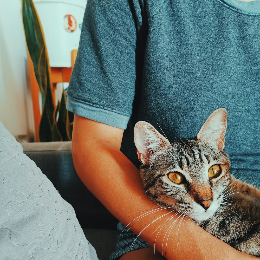 person in blue shirt holding brown tabby cat