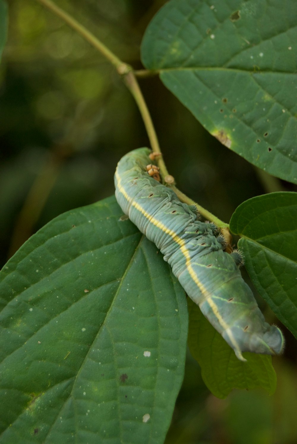 green and yellow caterpillar on green leaf