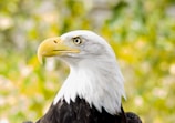 Close-up of a bald eagle's sharp eyes and beak against a blurred forest background