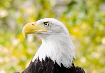 Close-up of a bald eagle's sharp eyes and beak against a blurred forest background