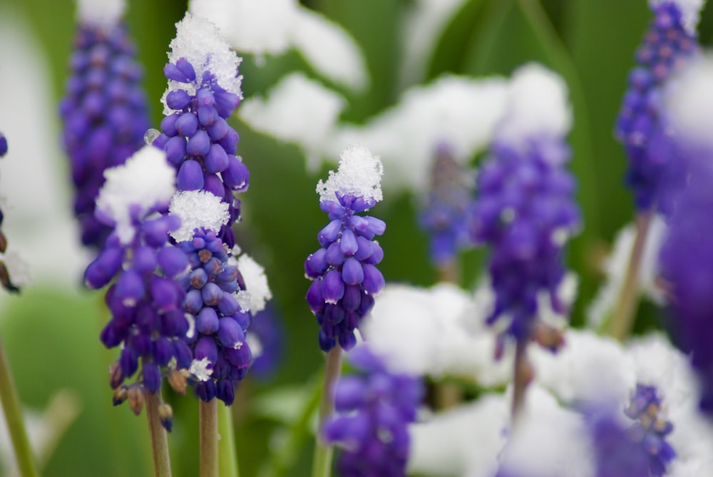 purple flower in macro lens