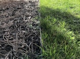 A striking contrast between two sides of a garden, one covered with dry pine needles and twigs, and the other lush with green grass. A metal border divides the dry, brown mulch area from the vibrant, healthy grass.