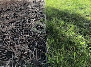 A striking contrast between two sides of a garden, one covered with dry pine needles and twigs, and the other lush with green grass. A metal border divides the dry, brown mulch area from the vibrant, healthy grass.