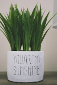 green plant on white ceramic pot