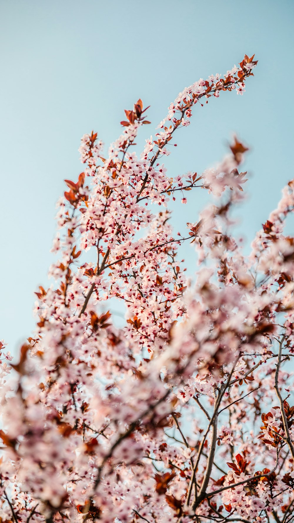 white cherry blossom tree during daytime