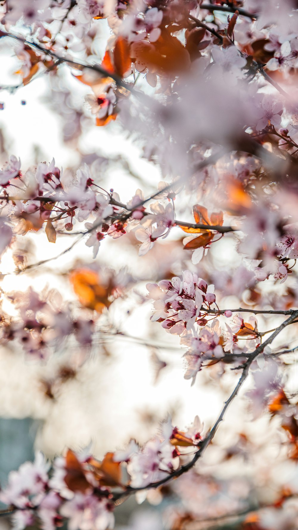 white and pink cherry blossom tree