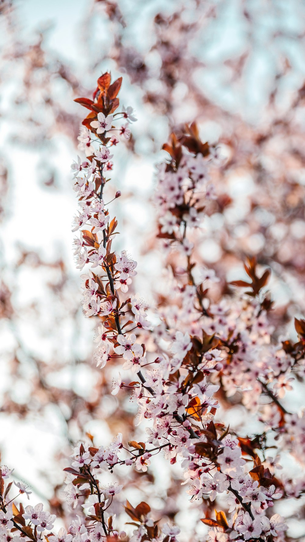 pink cherry blossom in close up photography