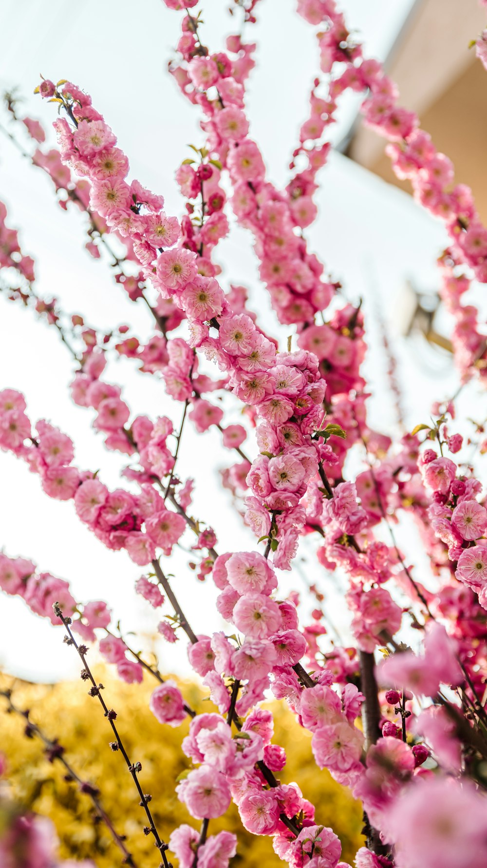 pink flowers in tilt shift lens