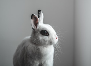 white and gray rabbit on black table