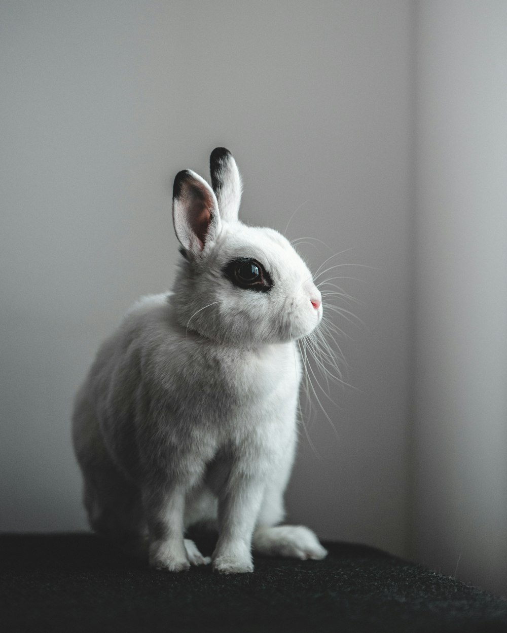 lapin blanc et gris sur table noire